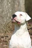DOGUE ARGENTIN 511